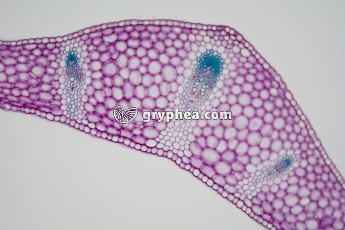 Feuille de Muguet CT x25 - gryphea.com